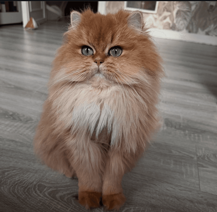 Cat Grooming before