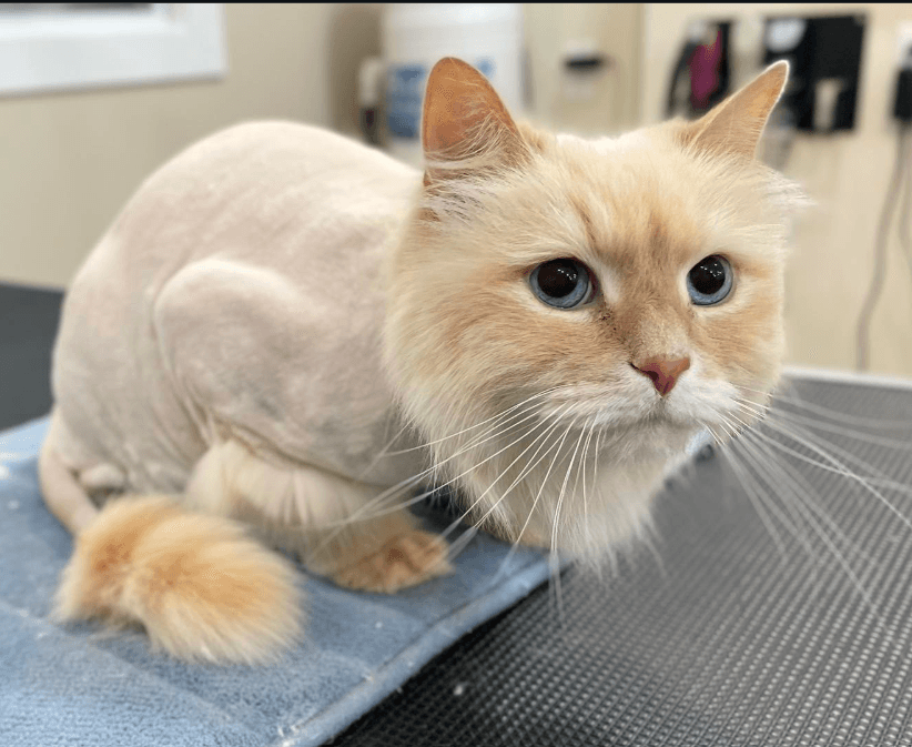 Cat Grooming after