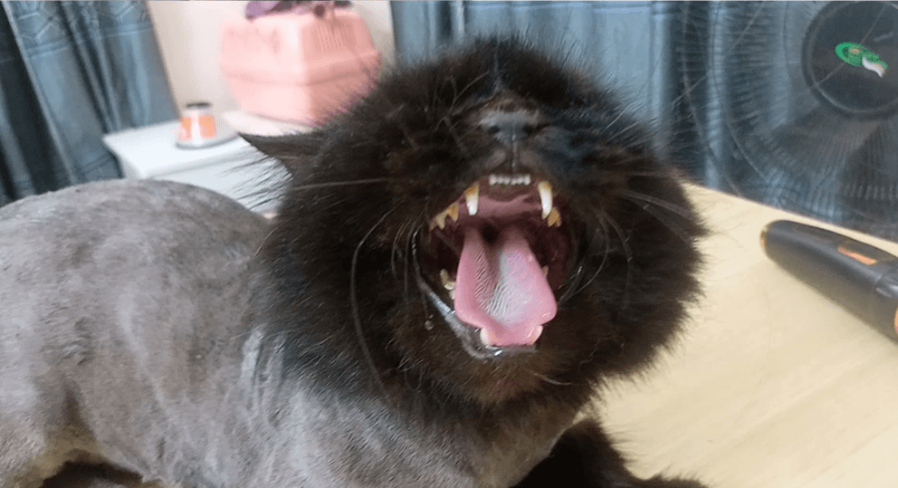 Fluffy Touch Care 1